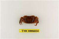 藏品(斑點擬相手蟹)的圖片